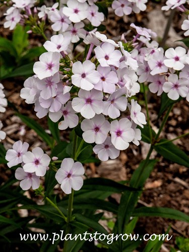 Aurora Phlox (Phlox)